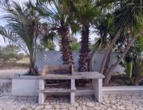 a bench next to a palm tree